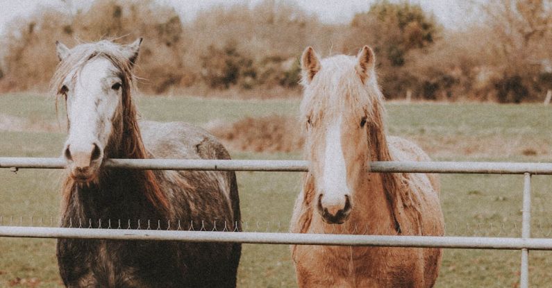 Tinker - Two Tinker Horses Behind a Fence