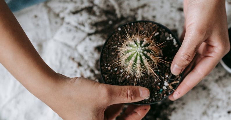 Tool Life - Gardener planting cactus in pot with soil