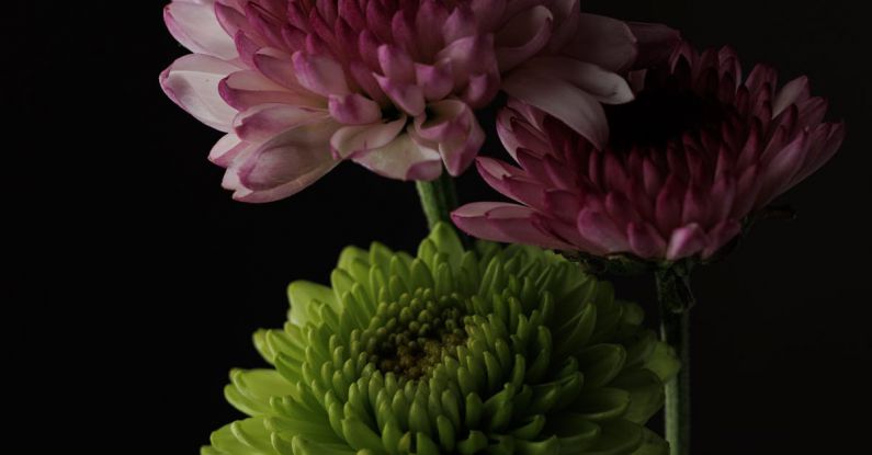 Gerber - Bouquet of Pink Gerber Flowers