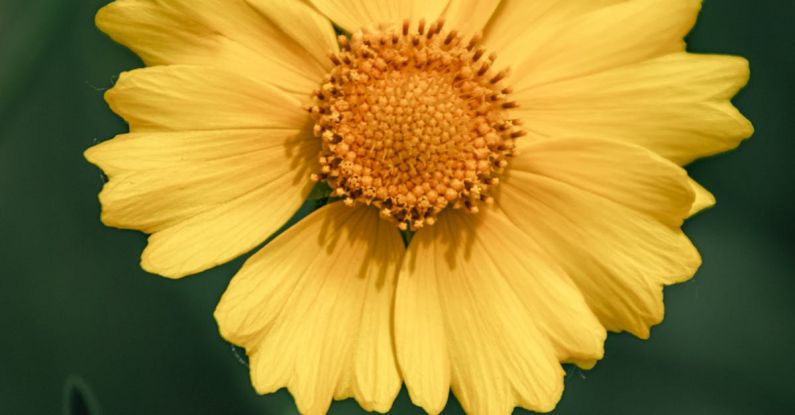 Gerber Splice - Close up of Yellow Gerber