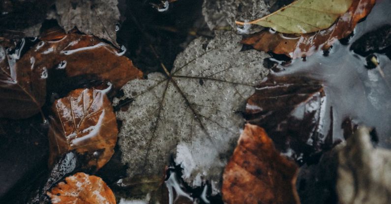 Wet Conditions - Autumn leaves floating in water